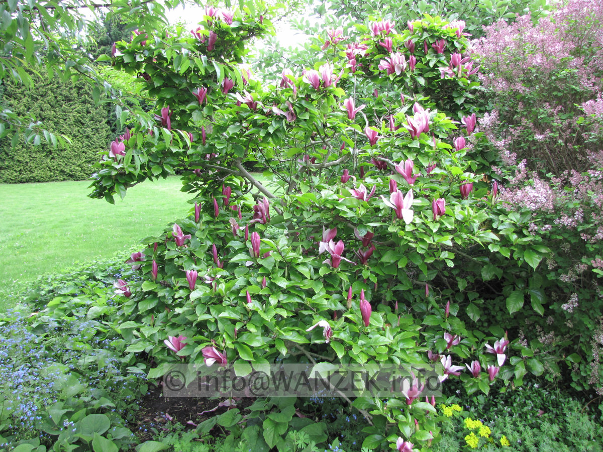 Magnolia liliiflora Nigra 12b.JPG